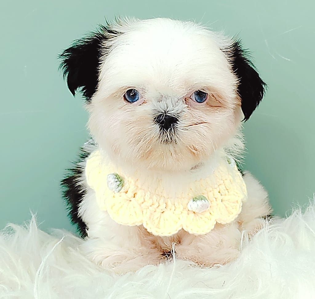 Shih Tzu 西施