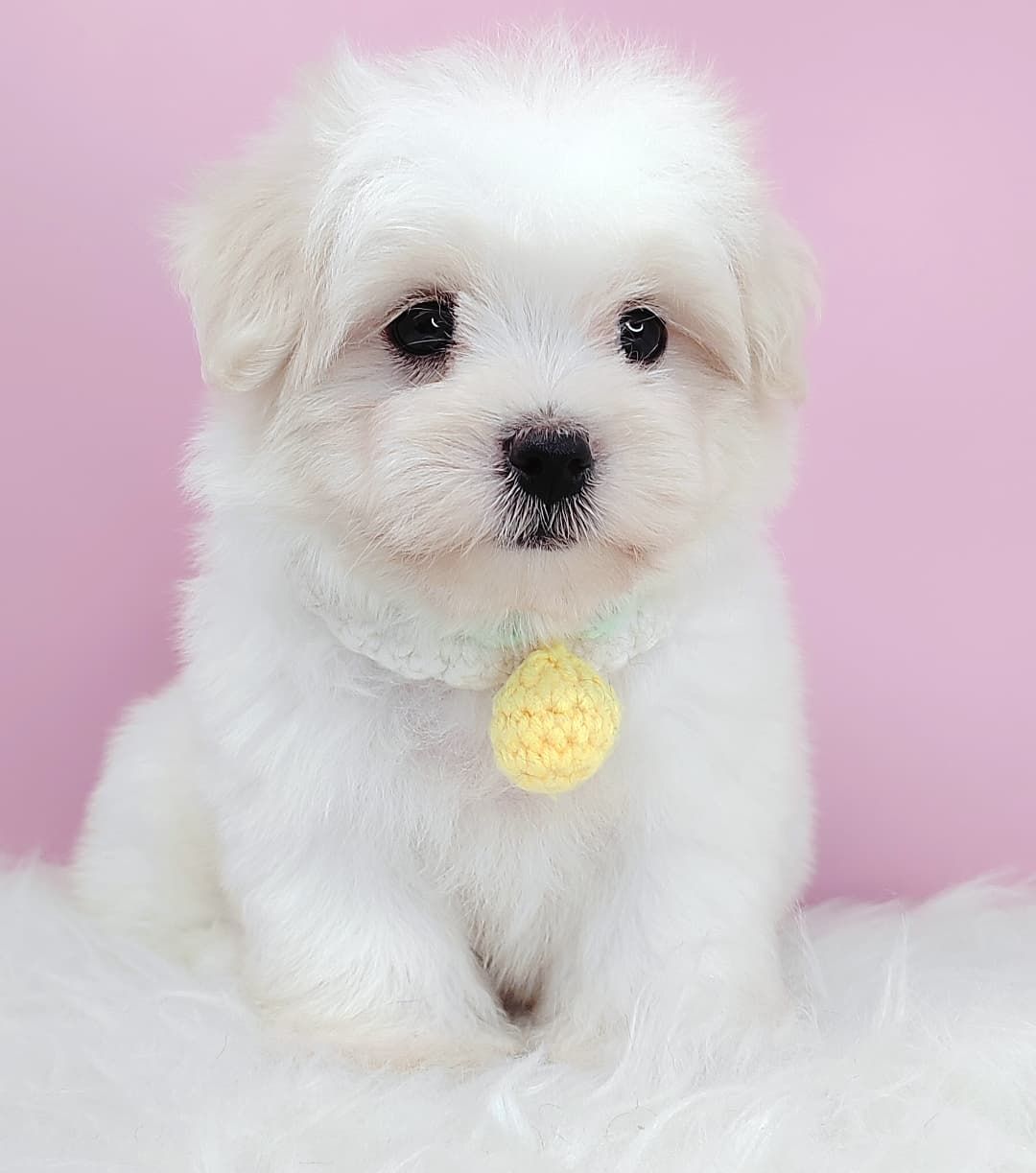 Maltipoo 马尔泰迪