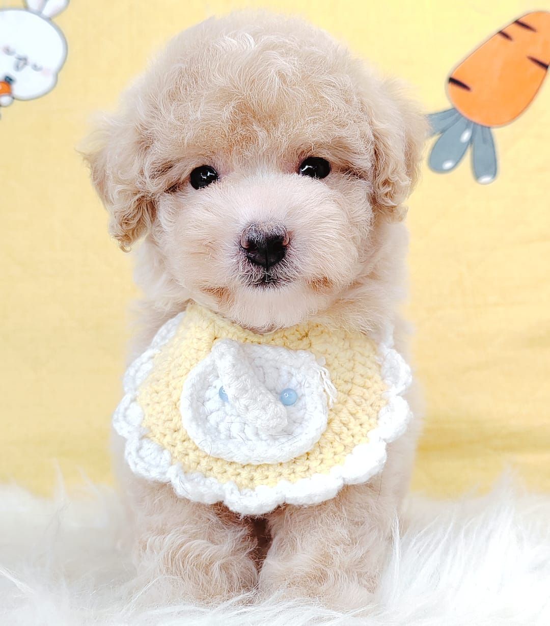 Maltipoo 马尔泰迪