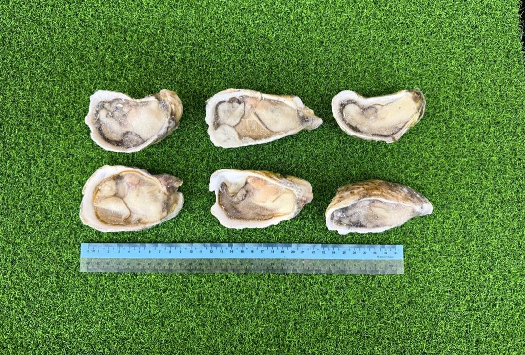 Oyster