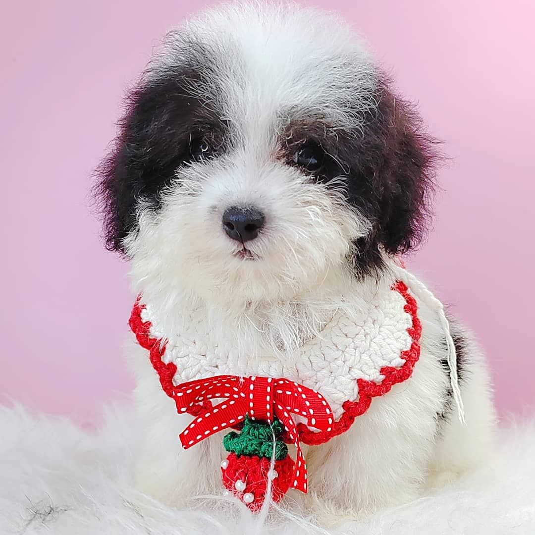 Poodle 璐靛娉拌开