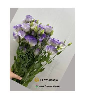 Buy Fresh Eustoma Flowers Online – Elegant Lisianthus Bouquets