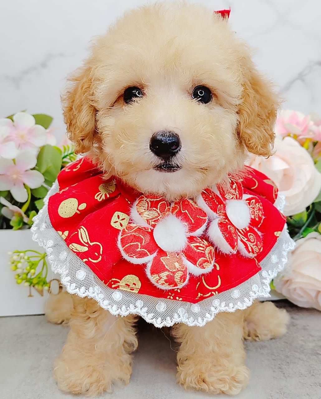  Poodle 娉拌开璐靛