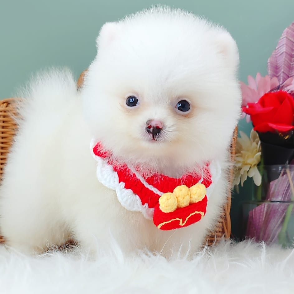 Pomeranian 博美