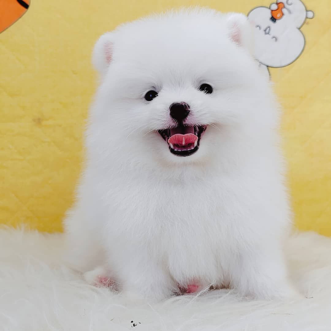 Pomeranian 博美