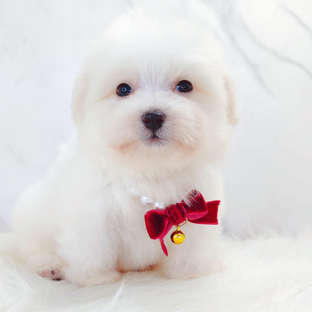 Maltipoo 马尔泰迪