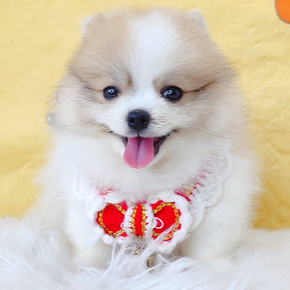 Pomeranian 博美