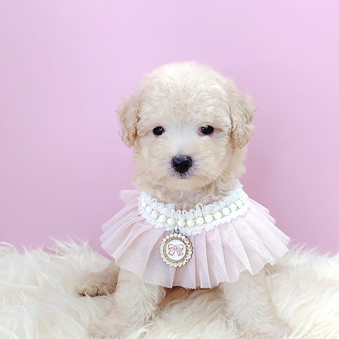 Poodle 娉拌开璐靛