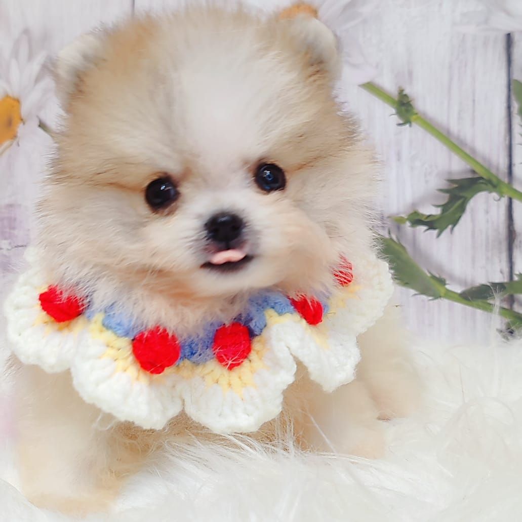 Pomeranian 博美