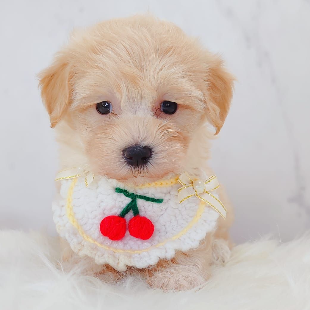 Maltipoo 马尔泰迪