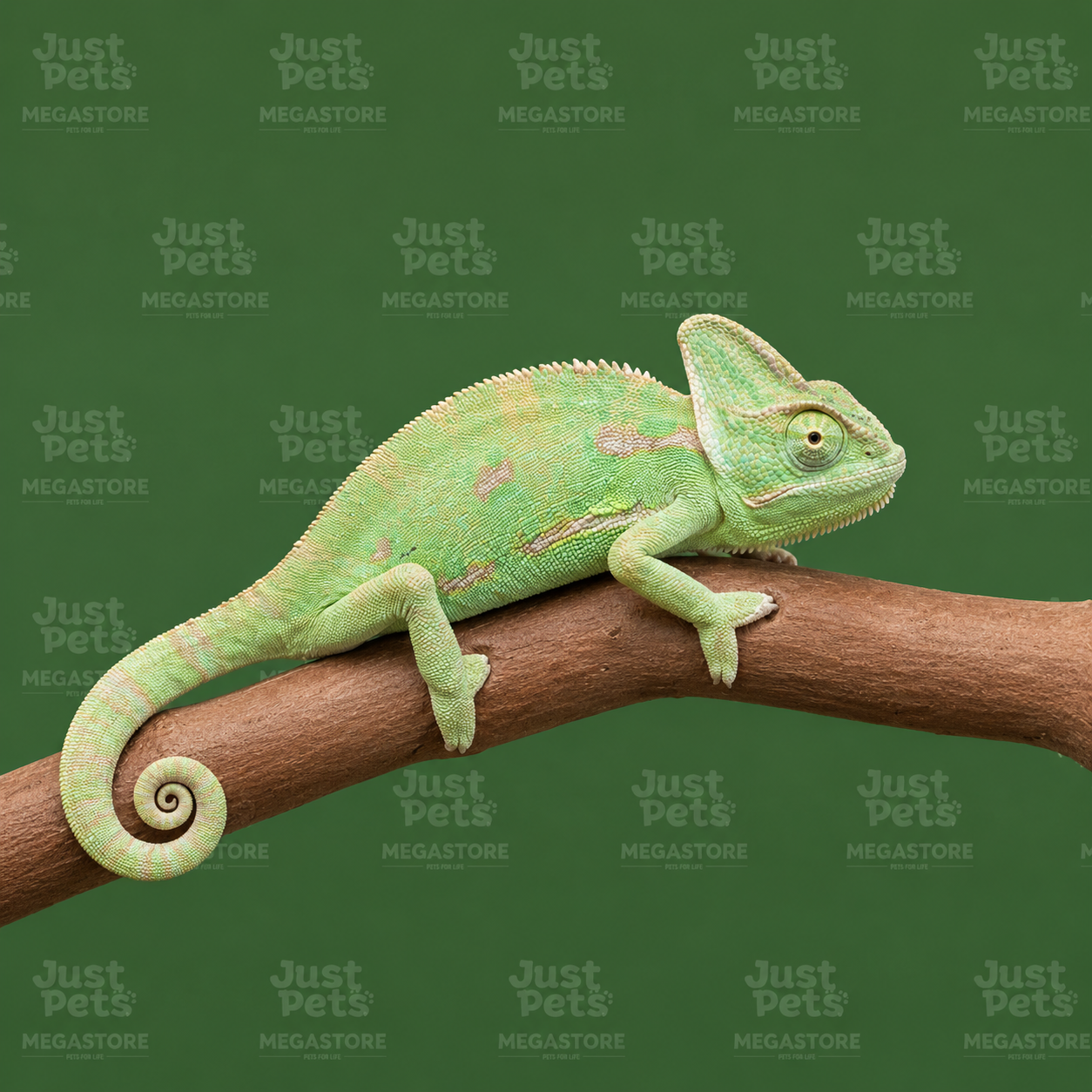 Chameleon Veiled