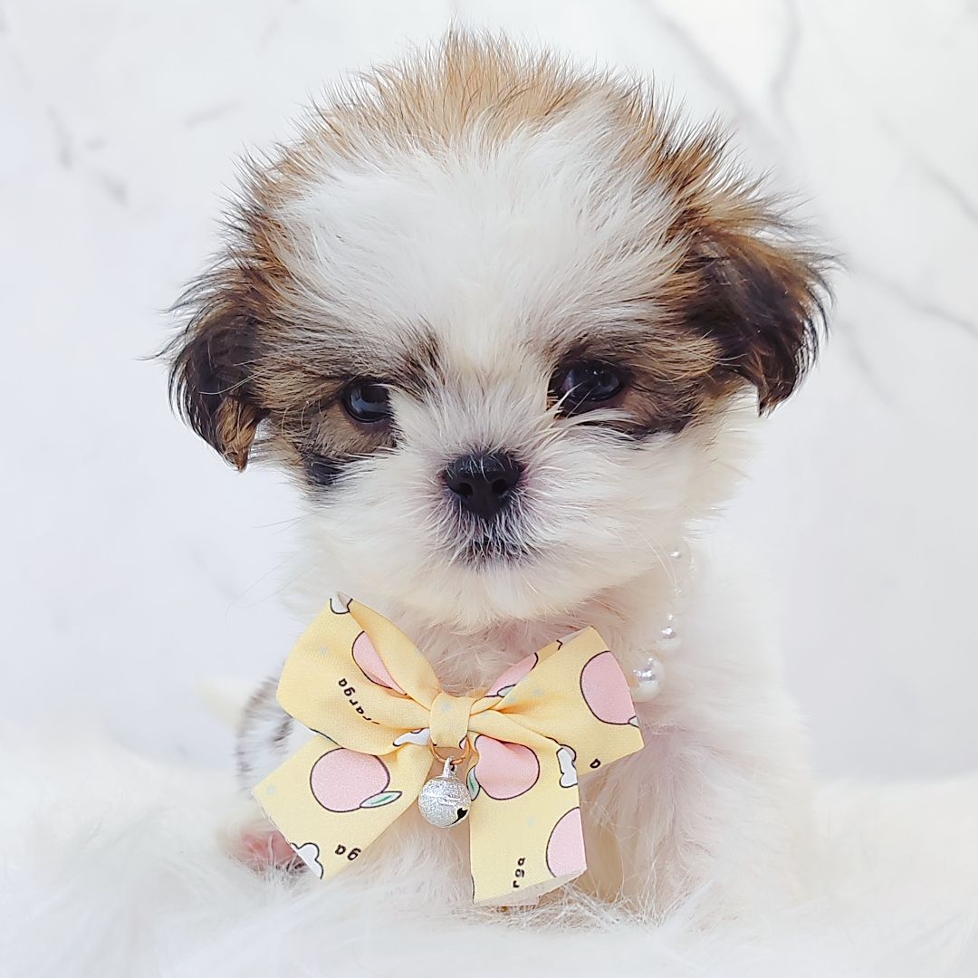 Shih Tzu 西施
