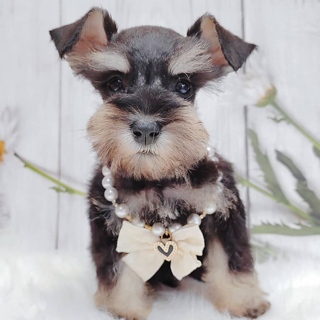 Schnauzer 雪纳瑞