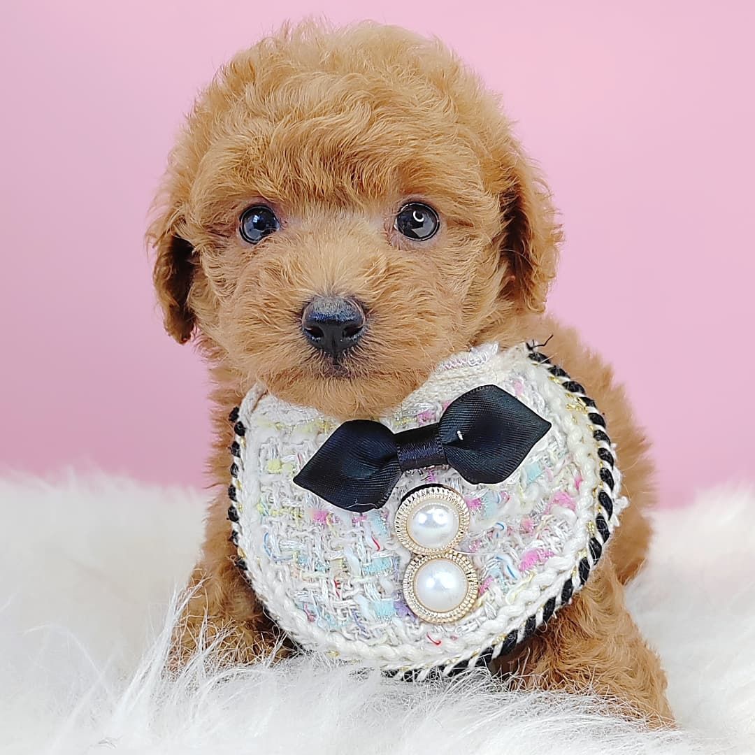 Poodle 娉拌开璐靛