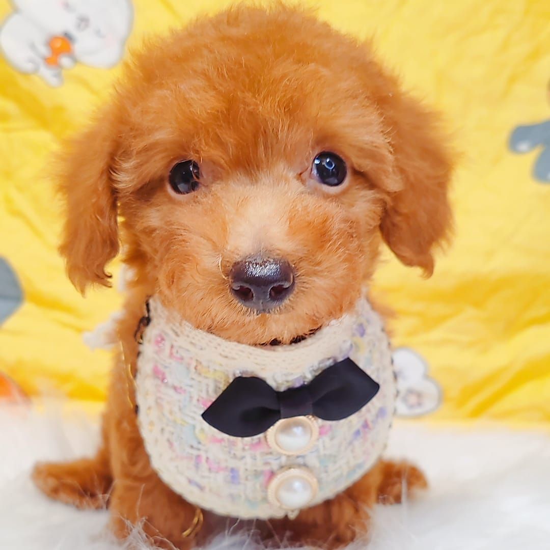 Poodle 娉拌开璐靛