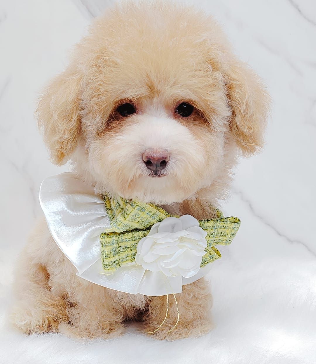 Maltipoo 马尔泰迪