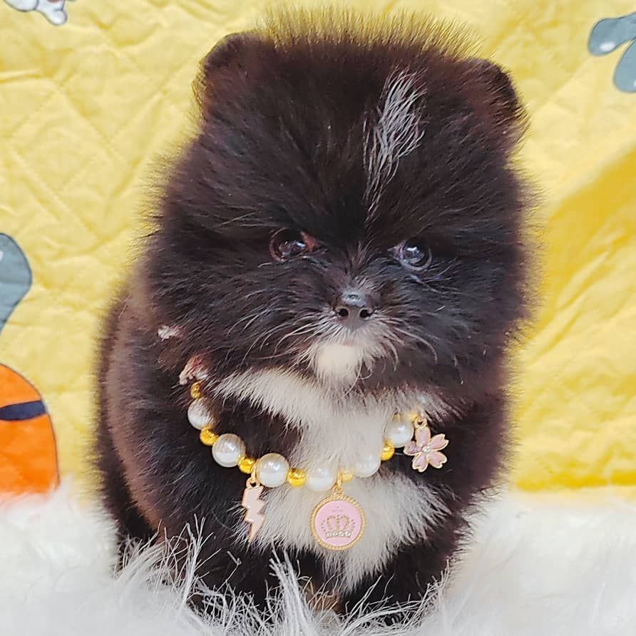 Pomeranian 博美