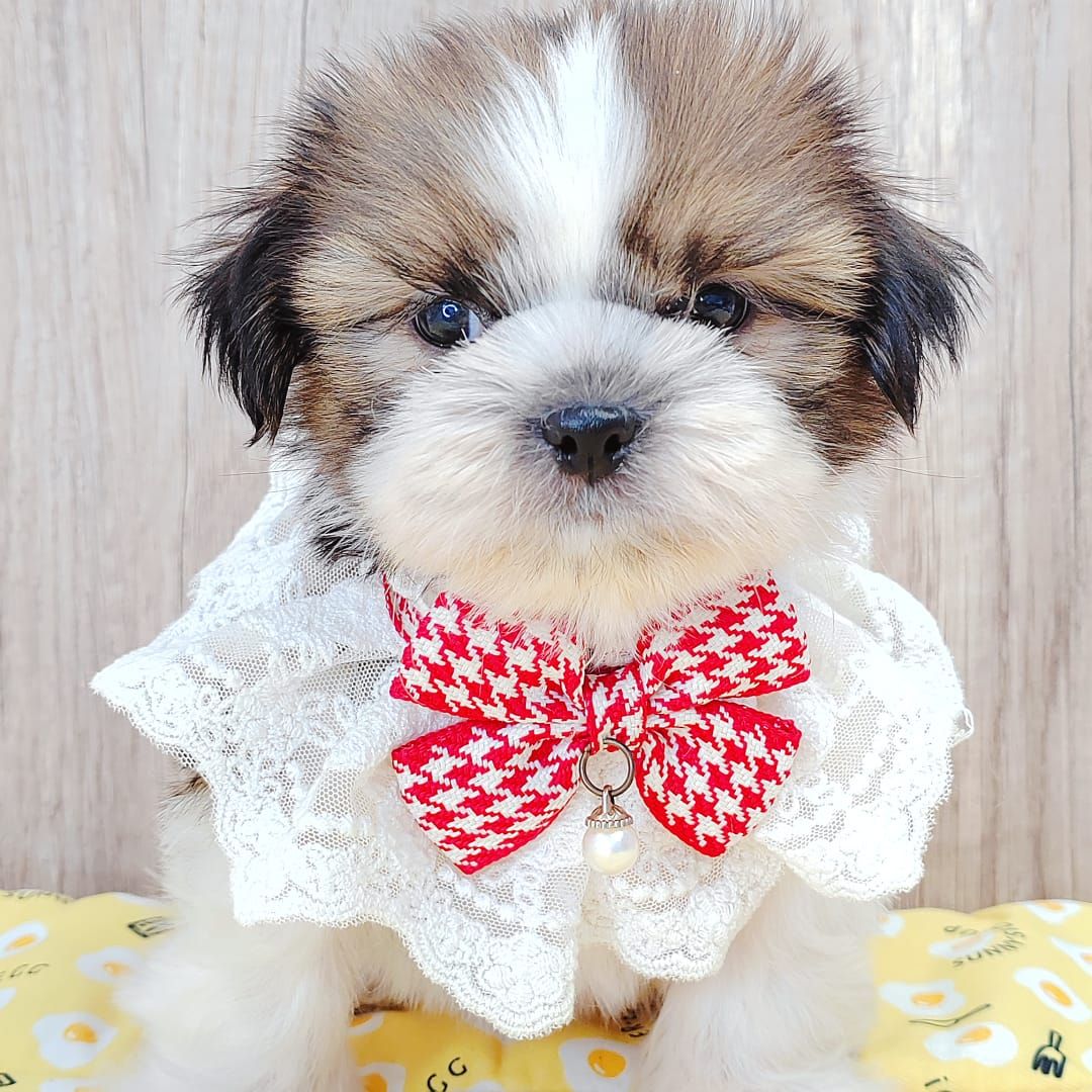 Shih Tzu 西施