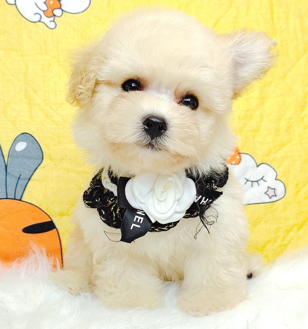 Poodle 娉拌开璐靛