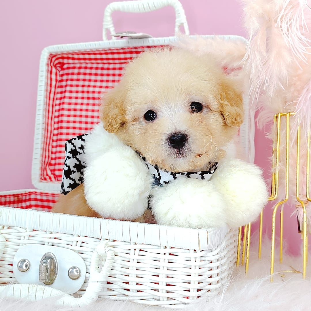 Poodle 娉拌开璐靛