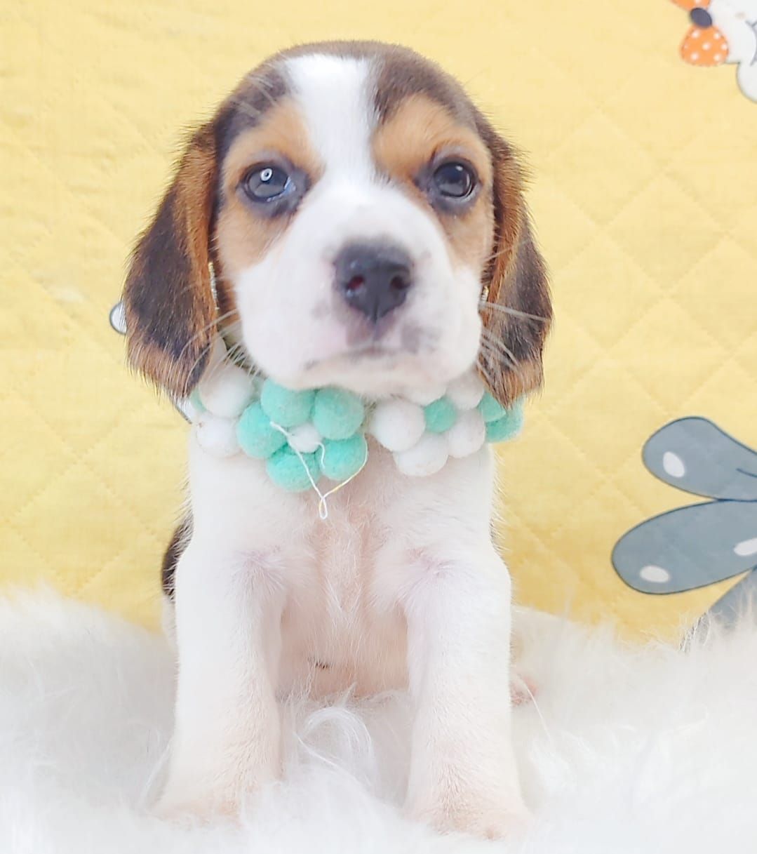 Beagle 米格鲁