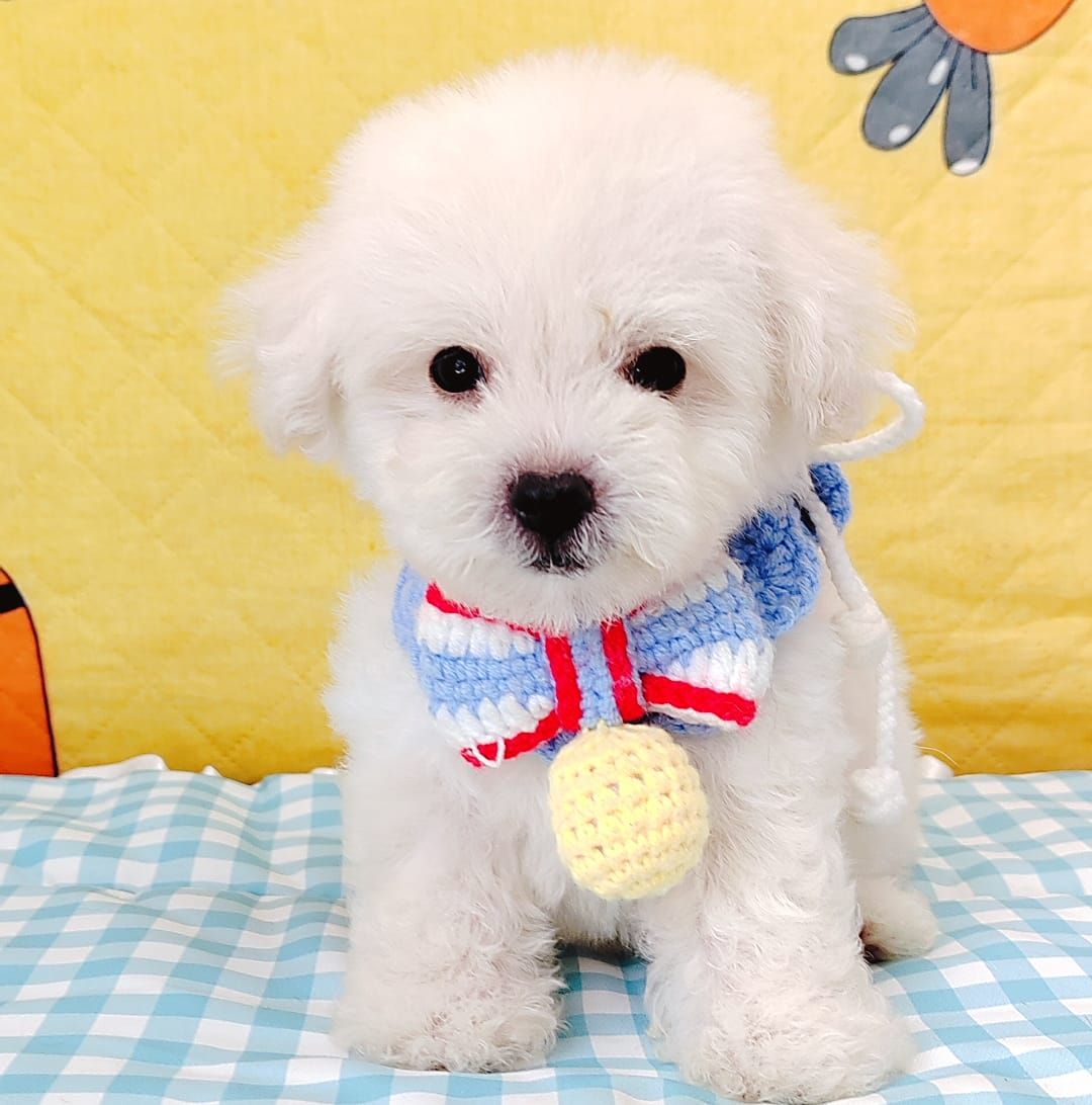 Poodle 娉拌开璐靛