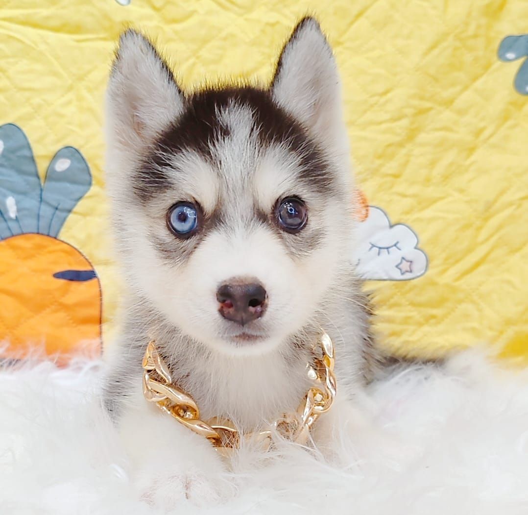 Pomsky 博士奇