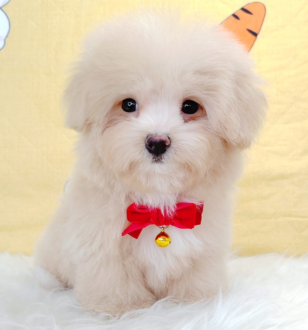 Maltipoo 马尔泰迪