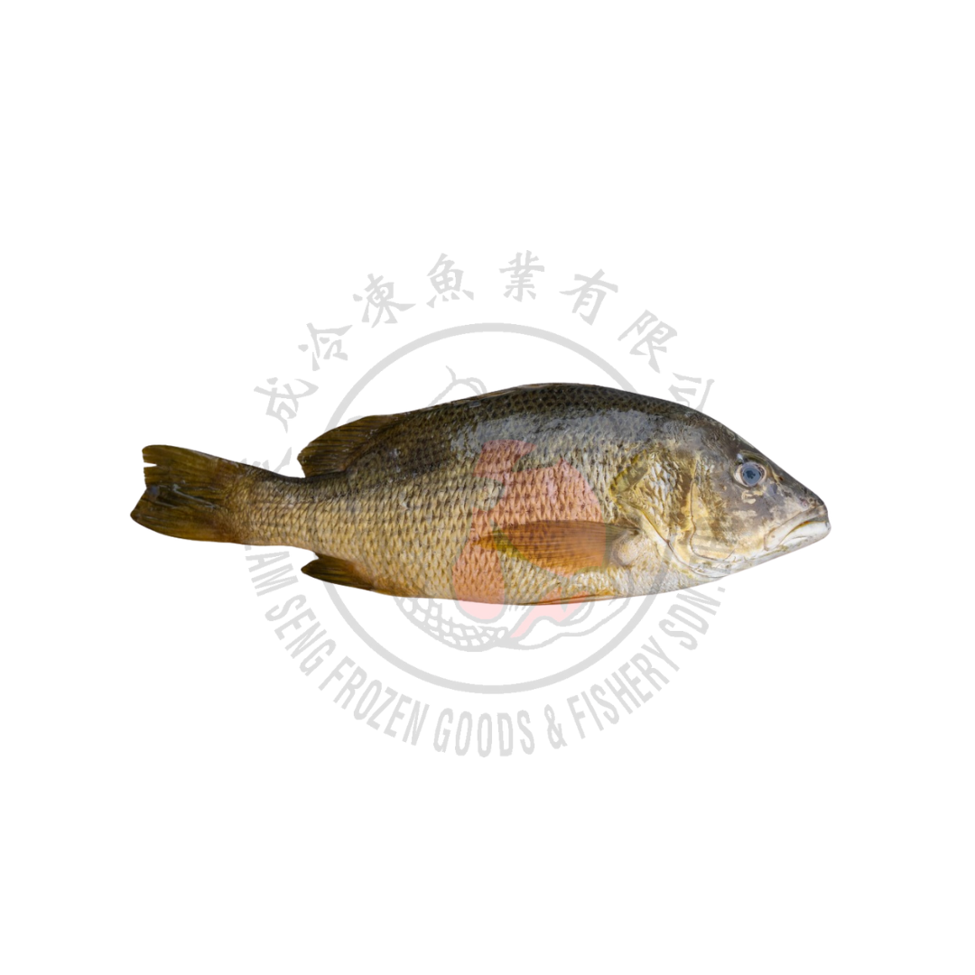 Golden Snapper