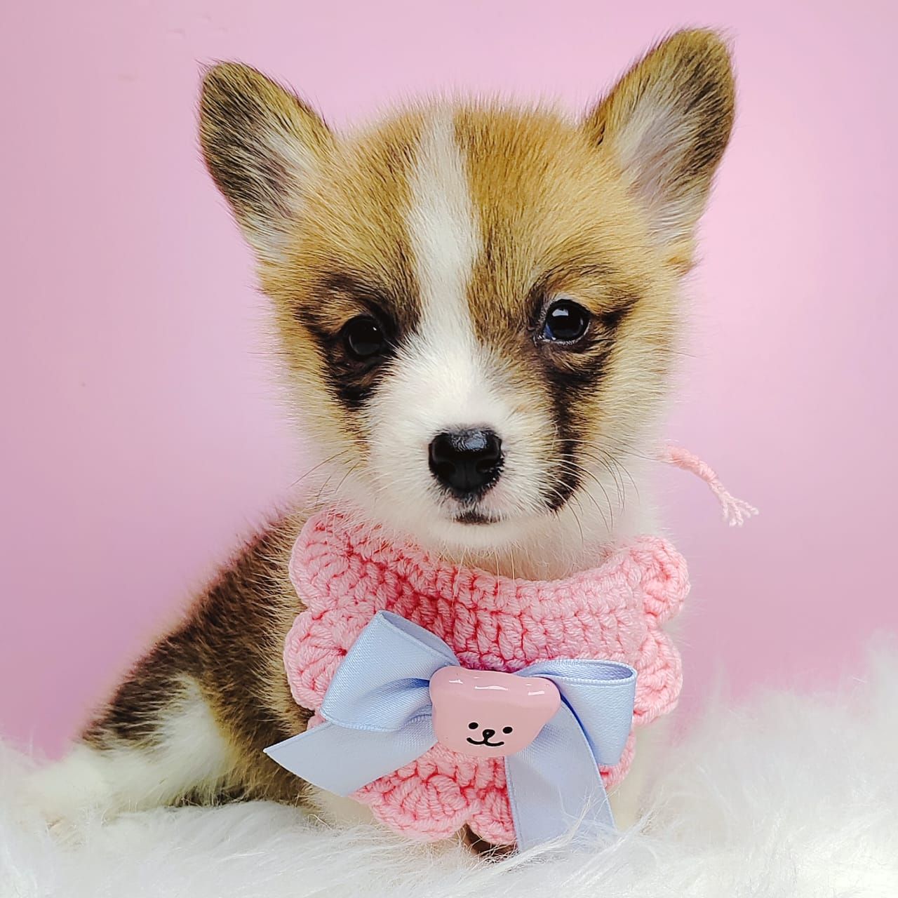 Corgi 柯基