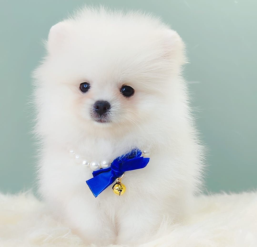 Pomeranian 博美