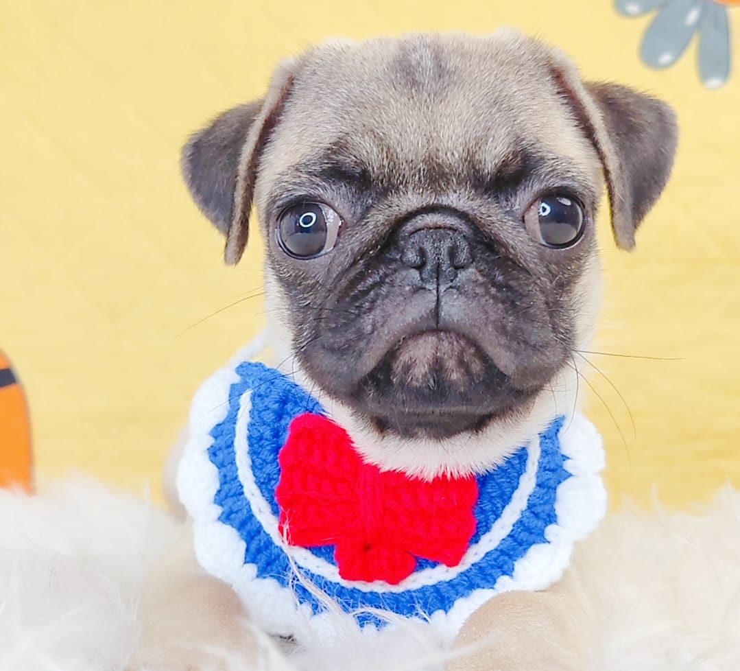 Pug 巴哥