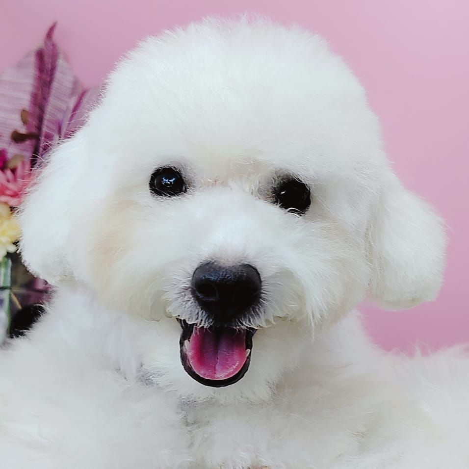 Poodle 娉拌开璐靛