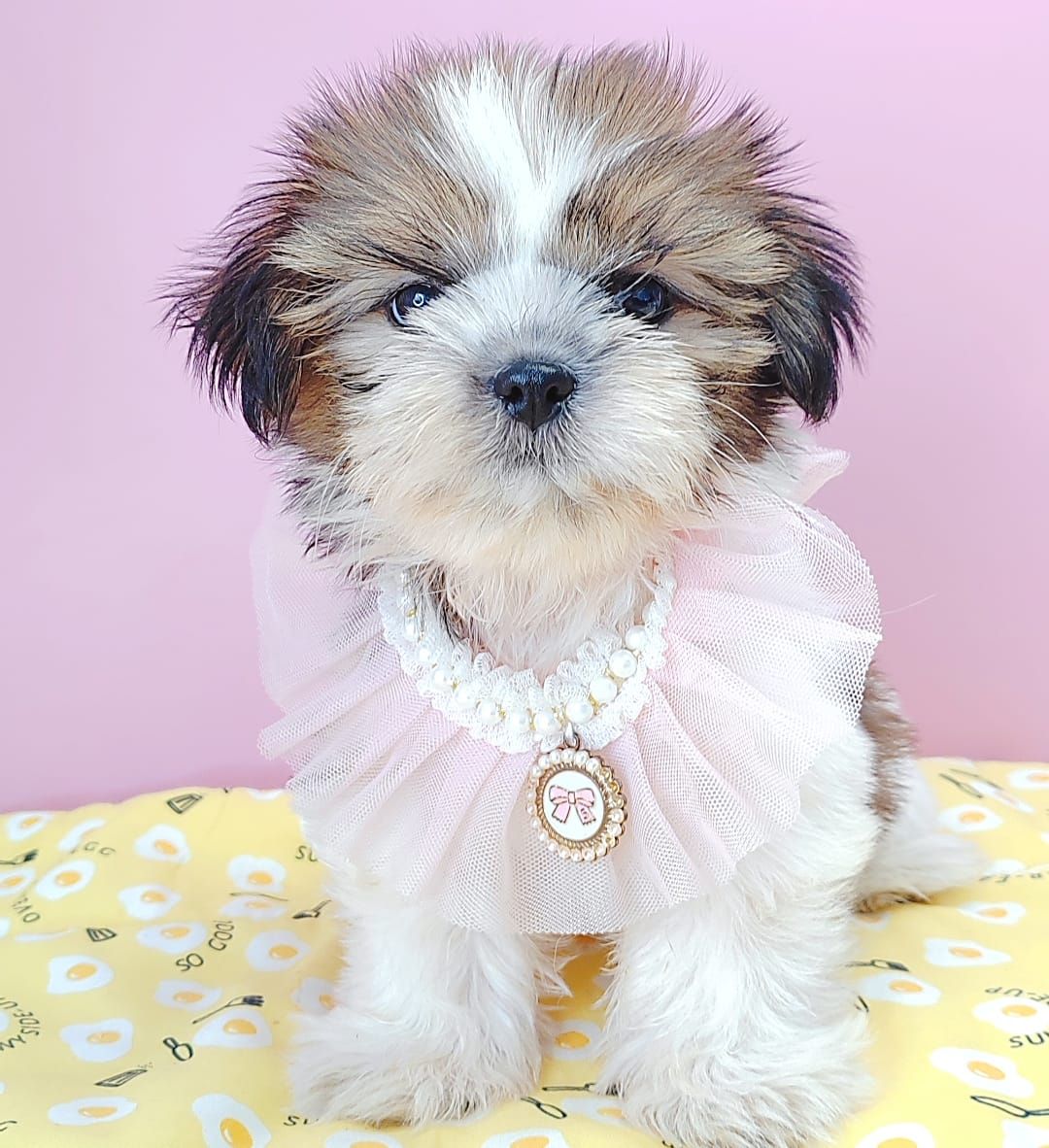 Shih Tzu 西施