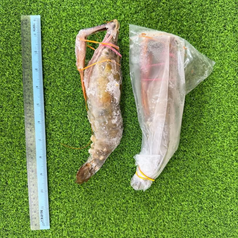 Scampi U7
