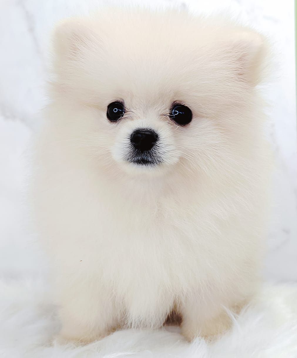 Pomeranian 博美
