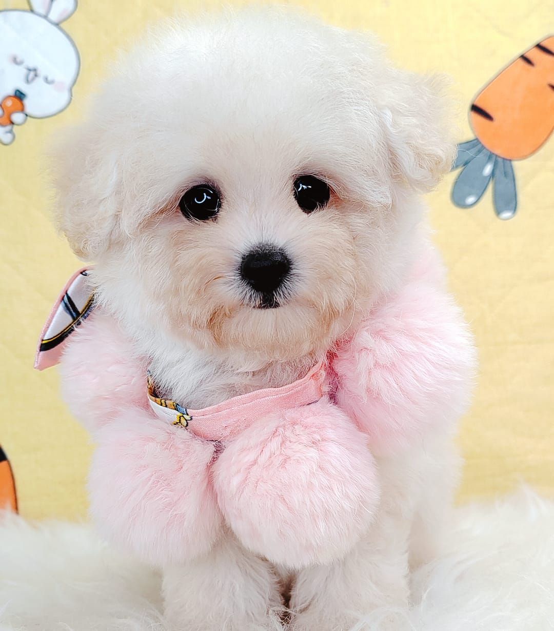 Bichonpoo 泰迪熊