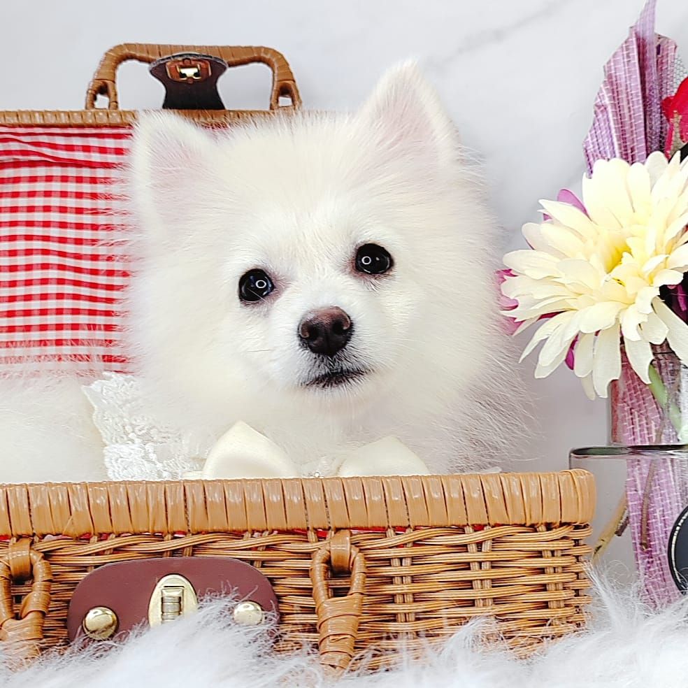 Pomsky 博士奇