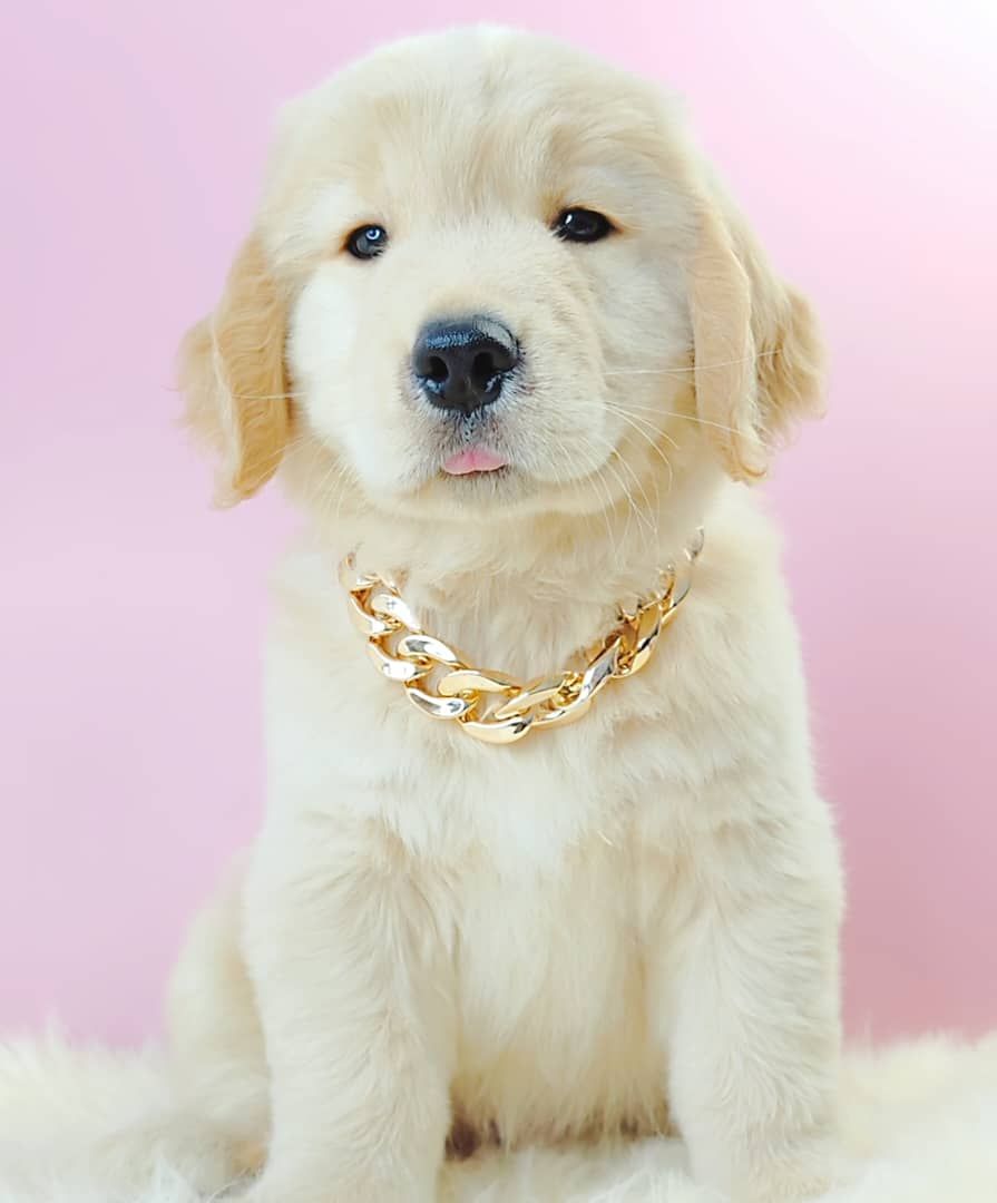 Golden Retriever 黄金猎犬