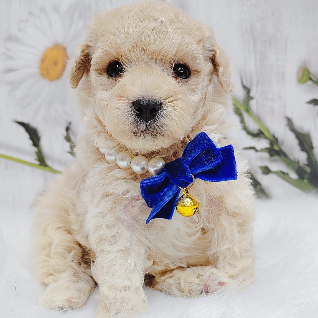 Maltipoo 马尔泰迪