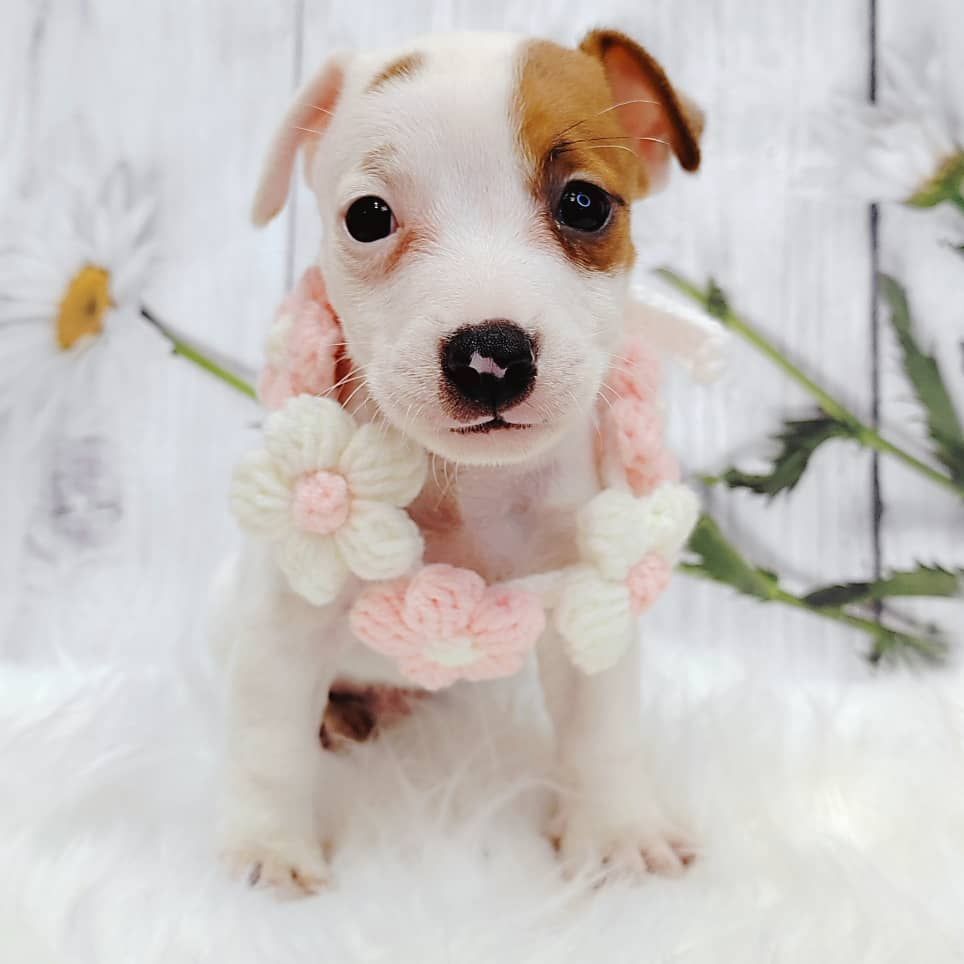 Jack Russell Terrier 杰克罗素梗