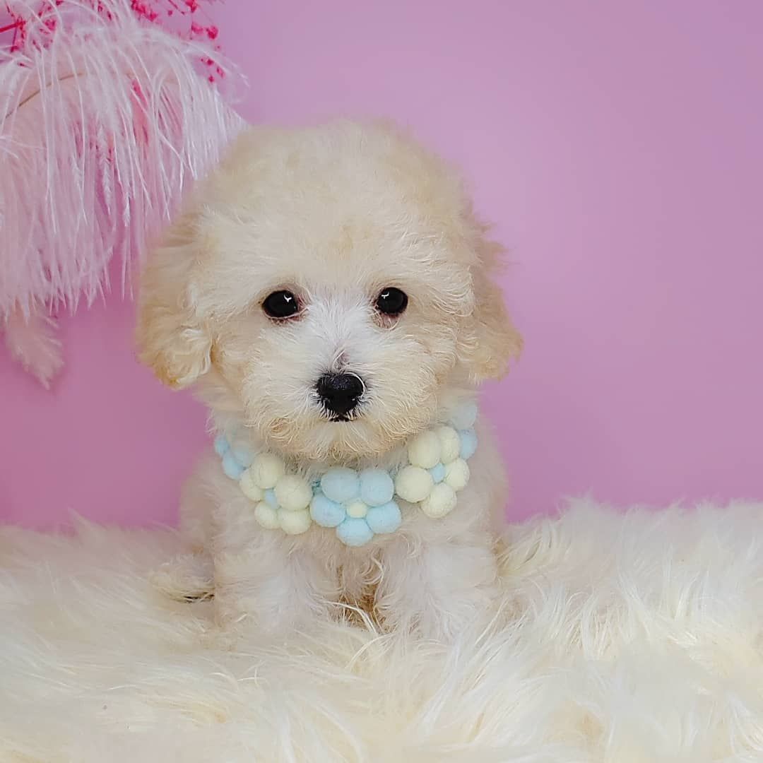 Poodle 娉拌开璐靛