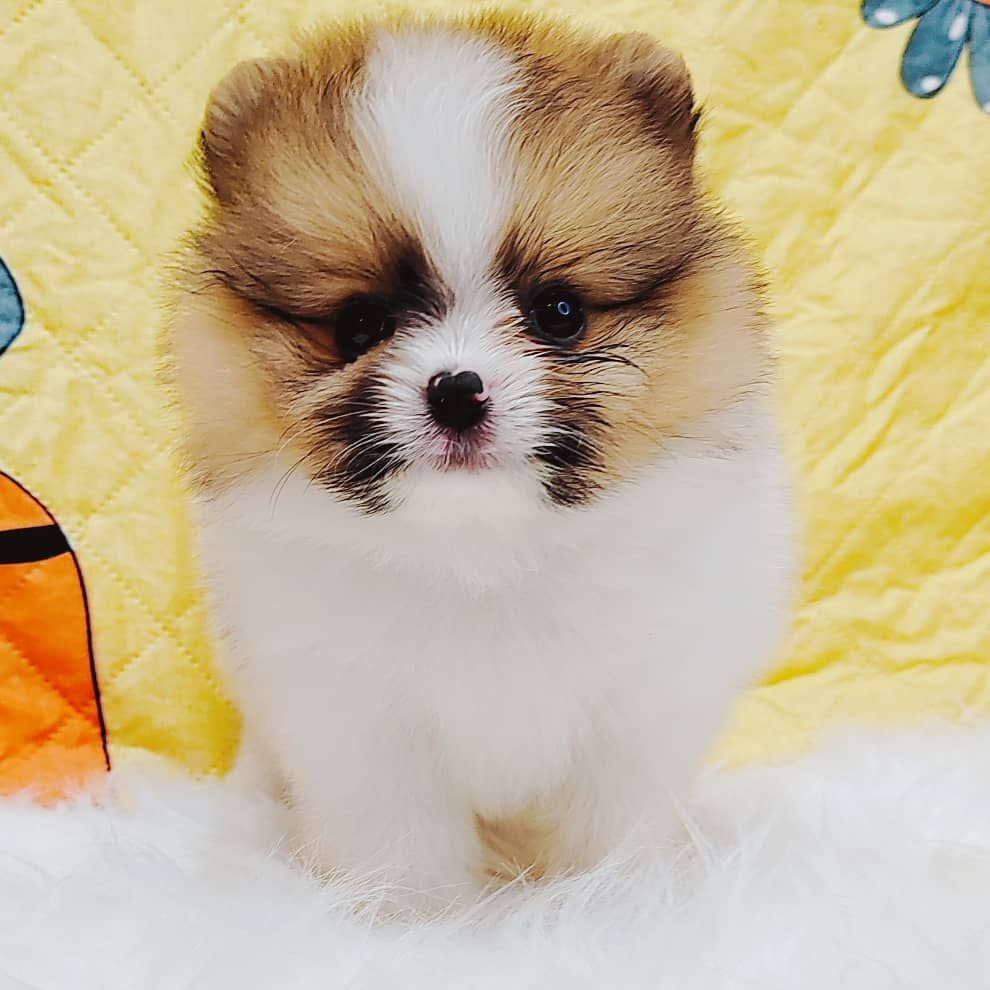 Pomeranian 博美