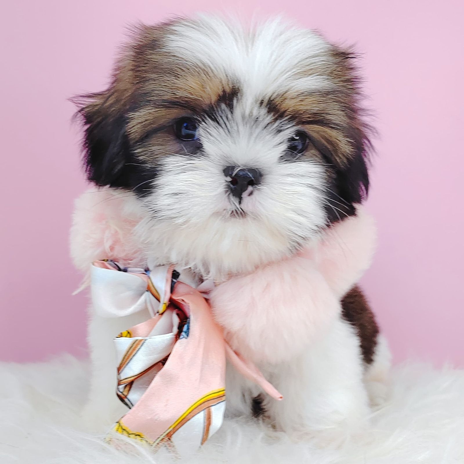 Shih Tzu 西施