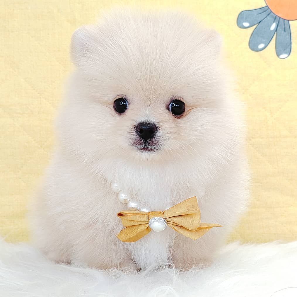 Pomeranian 博美