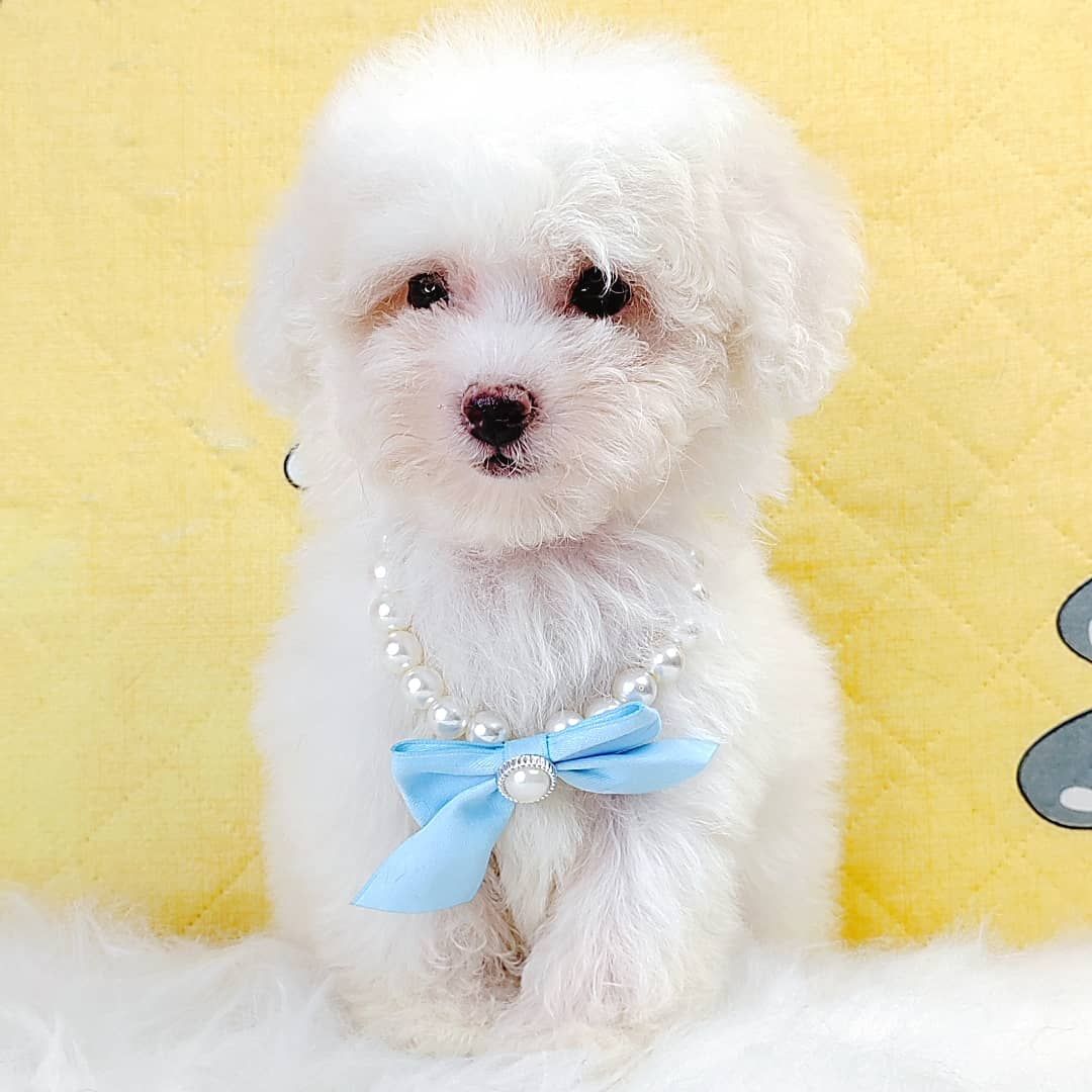 Poodle 璐靛娉拌开
