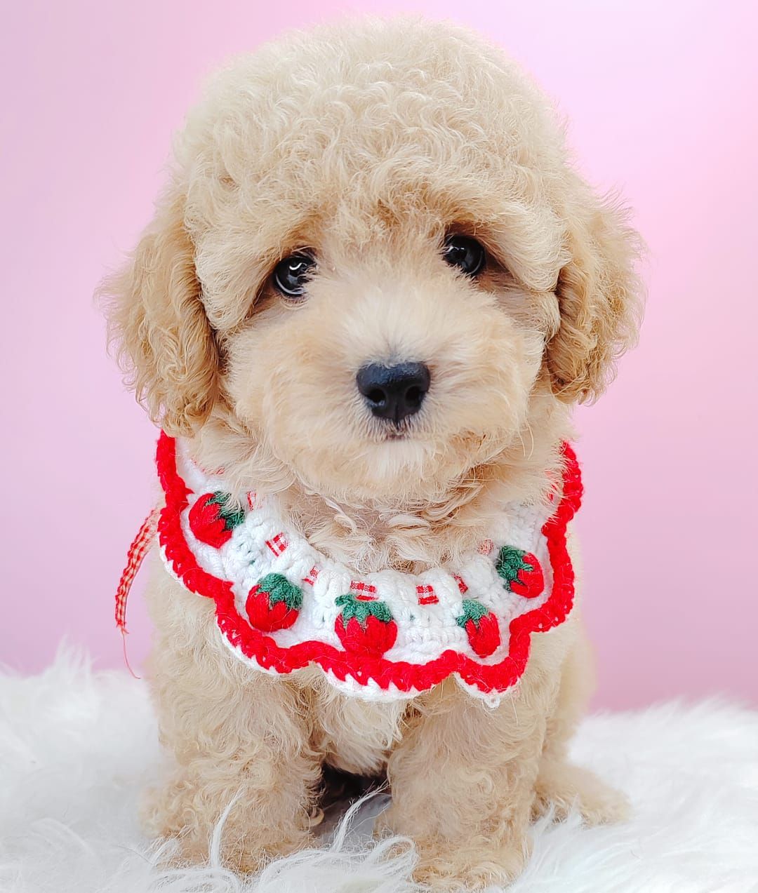 Poodle 娉拌开璐靛