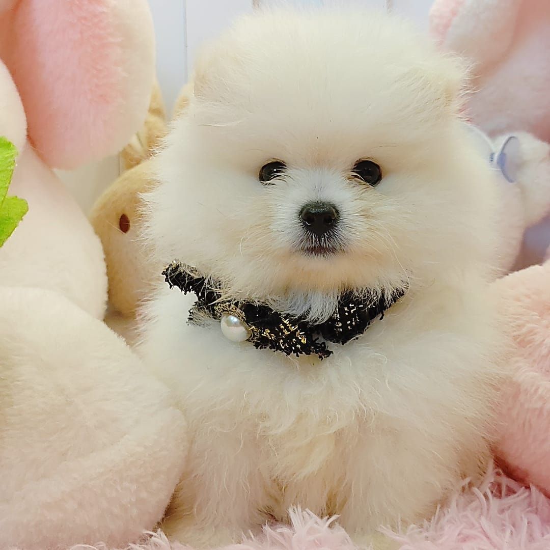 Pomeranian 博美