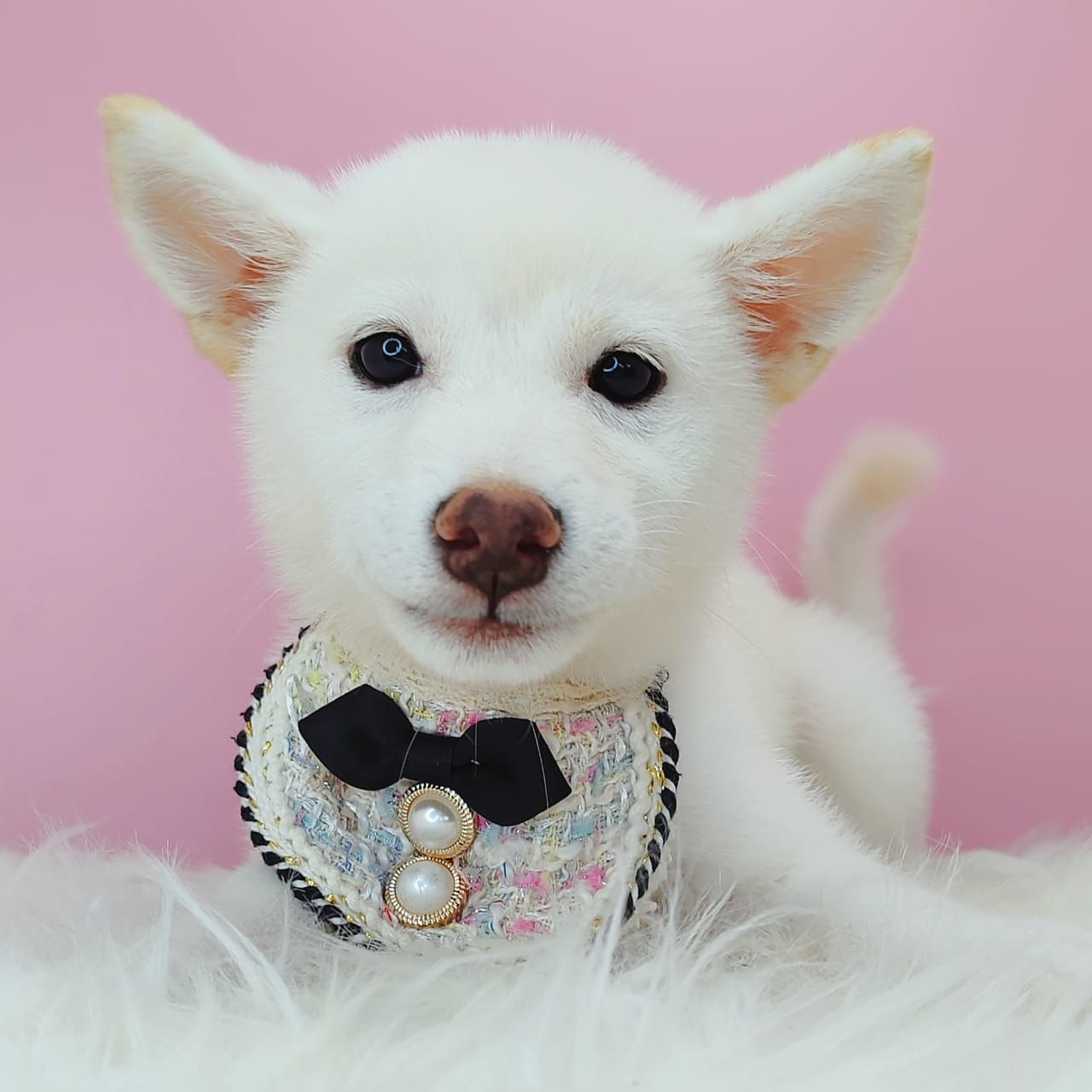 Shiba Inu 柴犬