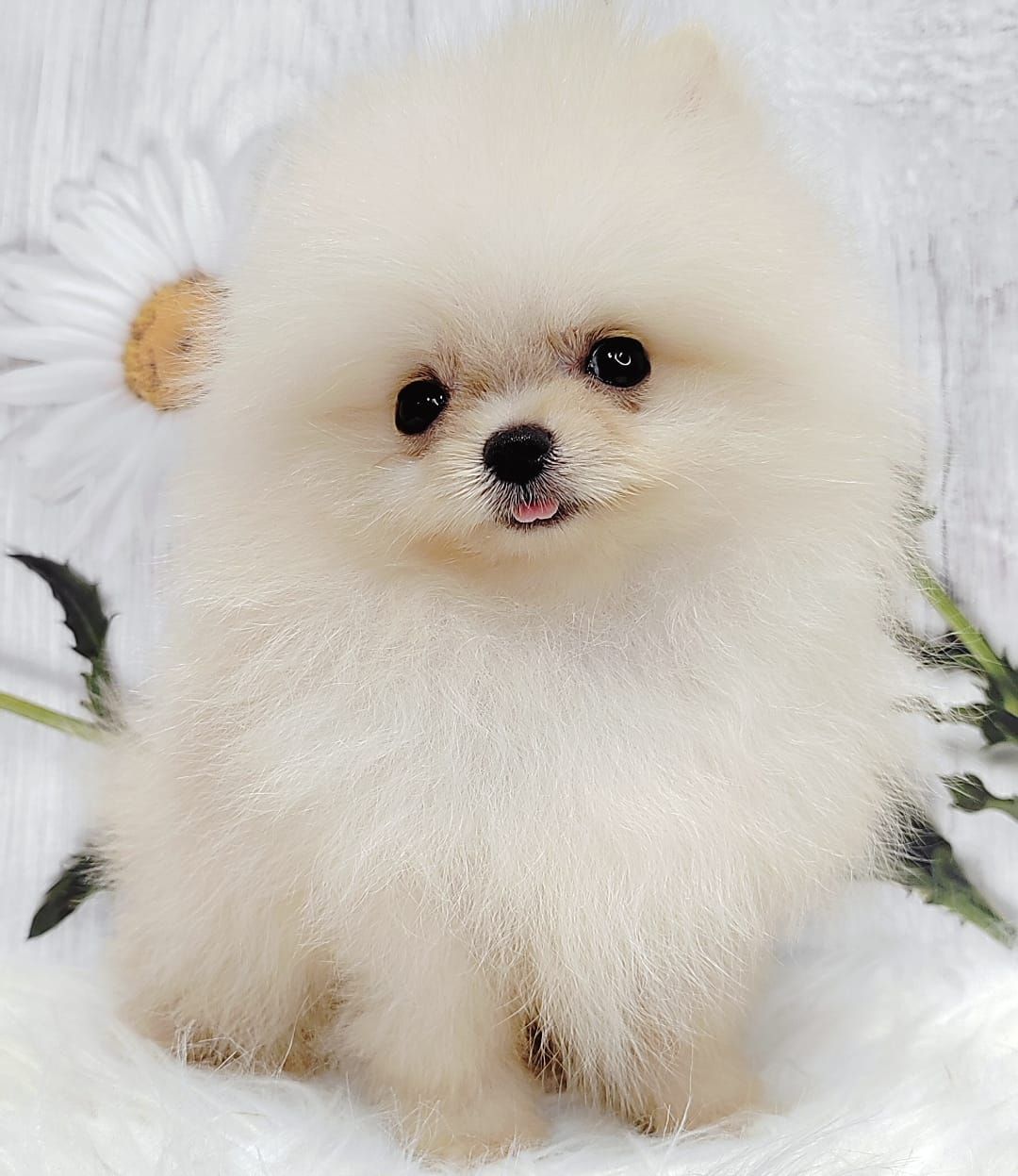 Pomeranian 博美